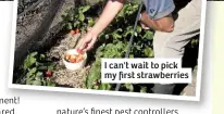  ??  ?? I can't wait to pick my first strawberri­es