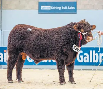  ?? ?? HONOUR: Supreme champion was polled bull Cumbrian Price. Picture by Kenny Smith.