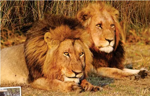  ??  ?? Majestic: Lions lie in wait in Zambia’s Kafue National Park. Inset: A cheetah spotting on safari