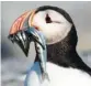  ?? AP FILE PHOTO/ROBERT F. BUKATY ?? An Atlantic puffin carries bait fish it will feed its chick on Eastern Egg Rock, a small island off the coast of Maine.