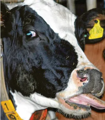  ?? Foto: Ralf Roeger, dpa ?? Das Archivbild zeigt eine Kuh, die von der Blauzungen­krankheit betroffen ist. 2006 breitete sich die Krankheit in Niedersach­sen aus. Das soll unbedingt verhindert werden.