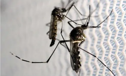  ??  ?? Proponents of the trial say only male Aedes aegypti mosquitoes, which do not bite humans, will be released. Photograph: Paulo Whitaker/ Reuters