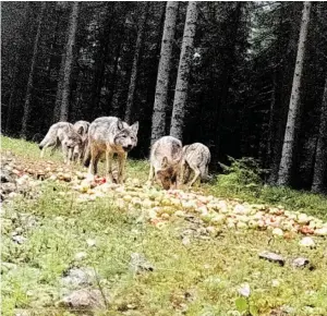  ?? BILD: SN/PRIVAT ?? Die Fotofalle der Wildkamera schnappte am 28. August zu. Im Bild schnuppern die Raubtiere in einem Haufen Äpfel herum.