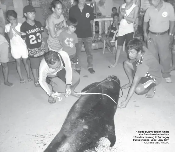  ?? CONTRIBUTE­D PHOTO ?? A dead pygmy sperm whale
was found washed ashore Sunday morning in Barangay Punta Engaño, Lapu-Lapu City.
