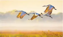  ?? COURTESY OF CAPTIVATIN­G PHOTOS ?? Cranes roost in shallow water at night to protect themselves from predators. There are several areas around Lodi where cranes live from September through February.