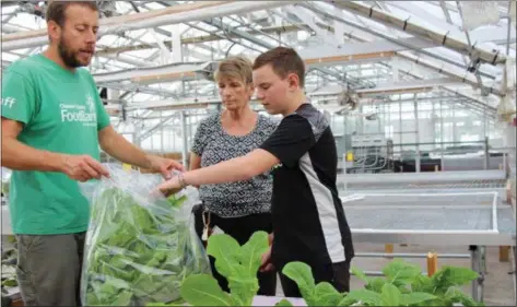  ?? SUBMITTED PHOTO ?? Horticultu­re student Owen Ziglar harvests the lettuce he and his classmates grew to donate to the Chester County Food Bank.