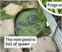  ??  ?? The mini pond is full of spawn
Frogs are back!