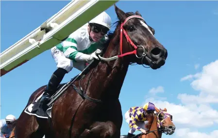  ?? Picture: Trackside Photograph­y ?? Michael Nolan is confident Kisukano can win this week’s stakes race on the Gold Coast.