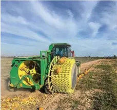  ??  ?? Harvesting pumpkins for pumpkin seeds used for human consumptio­n.