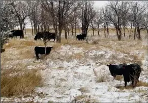  ?? ?? For beef cowherds, forages are the backbone for meeting nutrient demand. (NDSU photo)