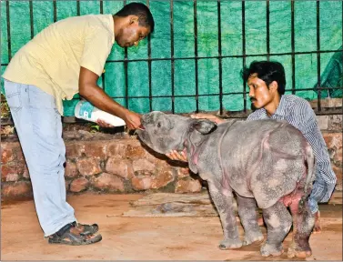  ?? AFP ?? A zoo keeper feeds a one-month-old calf in a cage at the Assam State Zoo in Guwahati on Monday.