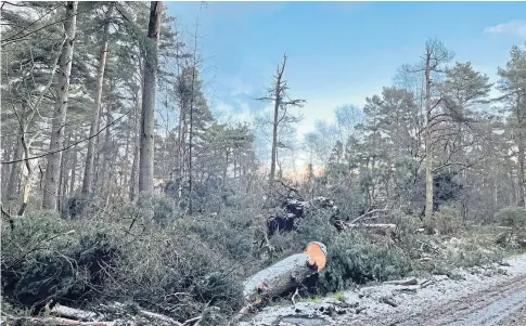  ?? ?? BLOWN AWAY: Fallen trees at Cullen Estate have to be cleared but the full extent of the damage is still unknown.