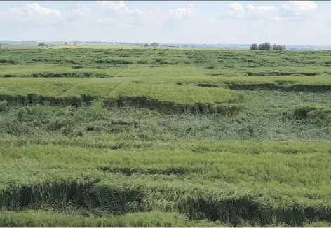  ?? JEFF MCINTOSH/THE CANADIAN PRESS FILES ?? A storm-damaged barley field near Cremona, Alta., in August. This year, grain quality has dropped after parts of the Prairies got three times the normal rainfall.