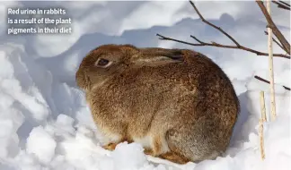  ??  ?? Red urine in rabbits is a result of the plant pigments in their diet