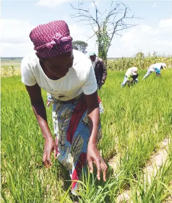  ?? DR ?? Cerca de 55 países da África e Ásia estão a braços com a falta de alimentos devido aos conflitos