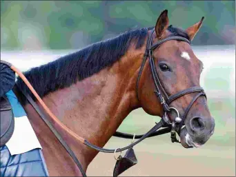  ?? BARBARA D. LIVINGSTON ?? Turf champion Big Blue Kitten is among the first-crop weanling sires represente­d at the Keeneland November sale.