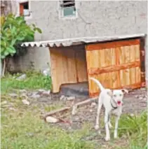  ?? ARQUIVO PESSOAL ?? Brenda ficava acorrentad­a em um terreno usado como estacionam­ento