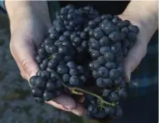  ??  ?? Solar warmth stored in plants at Petite Riviere vineyard in Crousetown, N.S., has helped to increase yields by 30 per cent over last year.