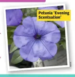  ??  ?? Petunia ‘Evening Scentsatio­n’