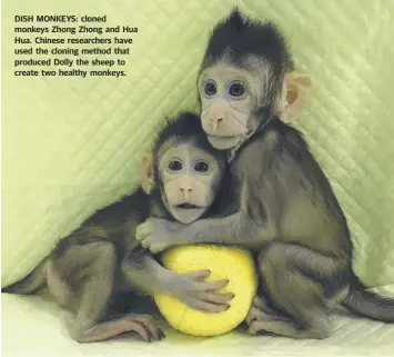  ??  ?? DISH MONKEYS: cloned monkeys Zhong Zhong and Hua Hua. Chinese researcher­s have used the cloning method that produced Dolly the sheep to create two healthy monkeys.