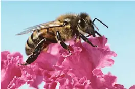  ??  ?? In general, honey bee health has been declining since the 1980s, with the introducti­on of new pathogens and pests. (Photo by Rob Flynn)