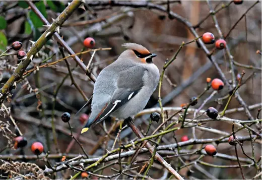  ??  ?? Above Waxwing, Kelling Heath, Norfolk, January