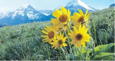  ?? SUBMITTED PHOTO ?? Balsamroot blooms, from Wildflower­s of Waterton Park, by Ian Wilson and Jacinthe Lavoie.