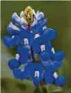  ?? Elizabeth Conley/Staff photograph­er ?? Bluebonnet — the state flower