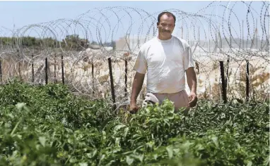  ?? PICTURE: AP ?? AGRICULTUR­AL BATTLE: Palestinia­n farmer Khaled Amer walks in his land, cut in half by Israel with a security barrier, on the outskirts of the West Bank town of Qalqilya.