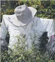  ?? MARKCULLEN..COM PHOTOS ?? A scarecrow at the Leslie St. Community Garden is meant to keep birds from poaching veggies.