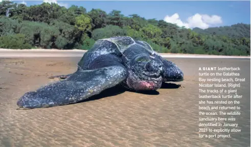  ?? ?? A GIANT leatherbac­k turtle on the Galathea Bay nesting beach, Great Nicobar Island. (Right) The tracks of a giant leatherbac­k turtle after she has nested on the beach and returned to the ocean. The wildlife sanctuary here was denotified in January 2021 to explicitly allow for a port project.