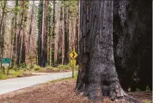  ?? Nic Coury / Special to The Chronicle ?? Big Basin Redwoods State Park, pictured May 26, lost some smaller trees and historic buildings in the 2020 wildfire.