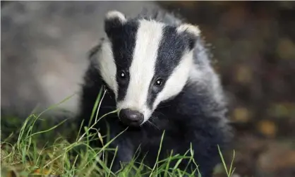  ?? Photograph: Ben Birchall/PA ?? Defra accepted that farmers were expected to fund the cost of the cull.