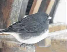  ?? Carla allen ?? A dark-eyed junco puffs his feathers to ward off the cold.