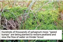  ?? ?? Hundreds of thousands of sphagnum moss “speed bumps” are being planted to restore peatland and slow the flow of water on Kinder Scout