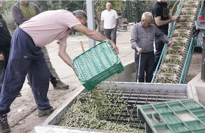  ?? Fotos: A.García/N. Hock ?? Tonnenweis­e Oliven werden zu Öl verarbeite­t auch jedes Jahr in die USA exportiert. Mit den Strafzölle­n wird das Endprodukt nun teurer.
