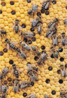 ?? FOTO: DPA ?? Die Biene hat eine Schlüsselp­osition in der Natur inne.