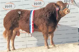  ?? Picture: Wayne Hutchinson. ?? Foxhillfar­m Lordofther­ing led the way at the national autumn show and sale of Limousin cattle at Carlisle.