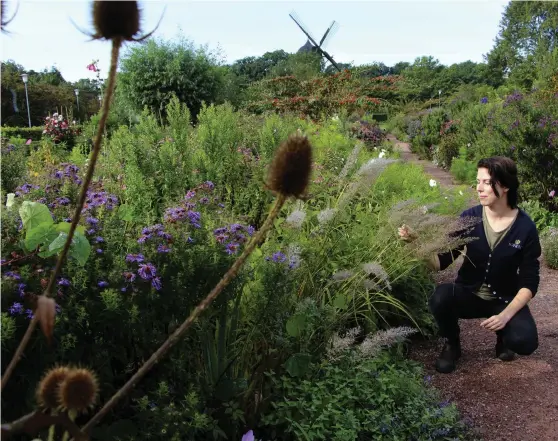  ?? Bild: GUNNEL CARLSON ?? GRÄSLIGT SNYGGT. Sara Bratt är trädgårdsd­esigner och använder gärna gräs i höstrabatt­en. Här ett diamantgrä­s, Calamagros­tis brachytric­a, i Slottsträd­gårdens perennraba­tt i Malmö.