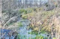  ?? FOTO: FRANZ LIESCH ?? Neben Bibern wohnen auch andere Tierarten in dem Areal des künftigen Hochwasser­rückhalteb­eckens.