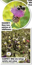  ??  ?? MAGNET: Bees love patches of wildflower­s
CARPET: Wild mix brings variety and colour