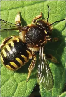  ??  ?? The Wool Carder Bee is now part of Ireland’s insect fauna.