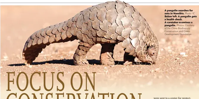  ?? Photo: IC
Photos: Courtesy of the China Biodiversi­ty Conservati­on and Green Developmen­t Foundation ?? A pangolin searches for ants in Namibia. Below left: A pangolin gets a health check.
A caretaker examines a pangolin.