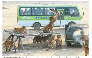  ?? — Reuters ?? Hunger game: Visitors watching from a bus as tigers try to catch a chicken at the Siberian Tiger Park in Harbin.