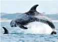  ?? ?? The mammals were seen 156 times off the coasts of Devon, Cornwall and Scotland