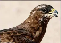  ?? ?? European Honey Buzzard