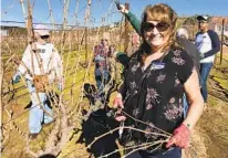  ?? STEVE GLAU ?? Linda Glau helps prune grapevines with, from left, Judith Hixson, Dawn Burtless, Elaine Lyttleton and Jonas Fernandes.