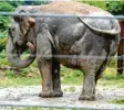  ?? Foto: Silvio Wyszengrad ?? Targa hat sich nach längerem Zögern ge  traut, ins neue Elefantenh­aus umzuzie  hen.