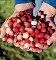  ??  ?? LÍDER EN ARÁNDANOS. Jalisco es el mayor productor de este fruto en México.