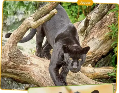  ?? ?? Jaguar